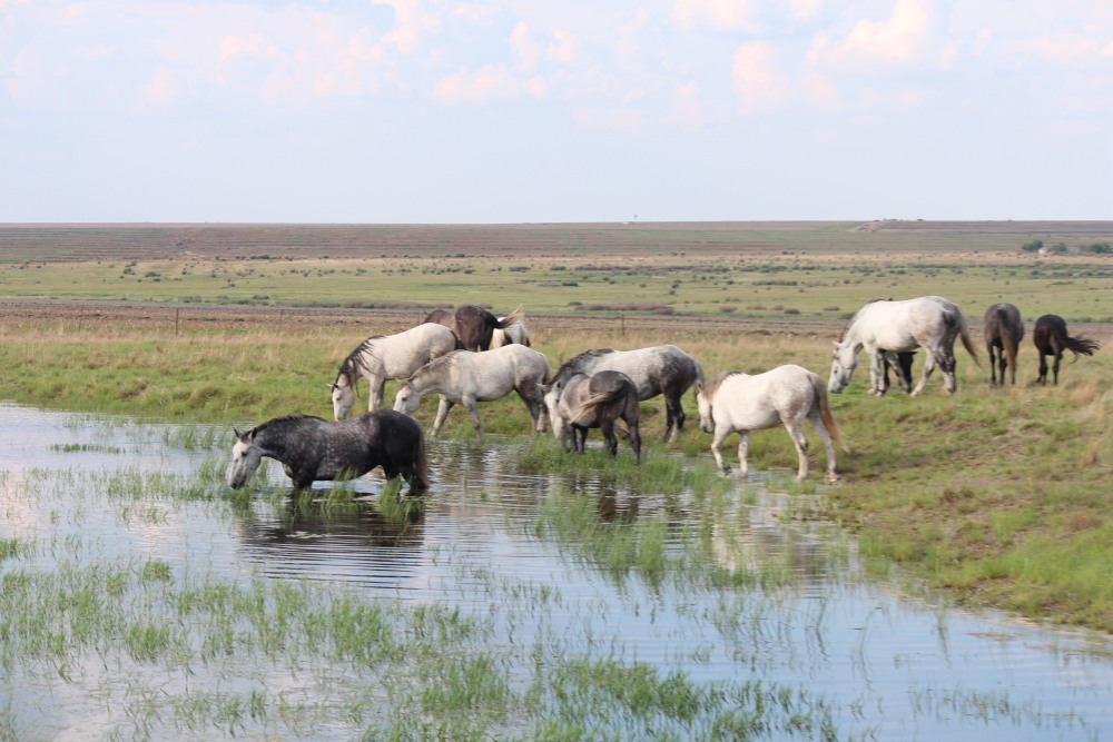 Pure bred percheron sport horses020.jpg